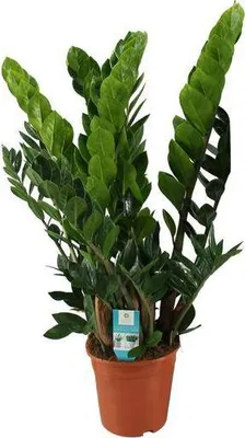 Immagine prodotto di Pianta da appartamento Zamioculcas Zamiifolia "Glücksfeder" - Vaso Ø21cm