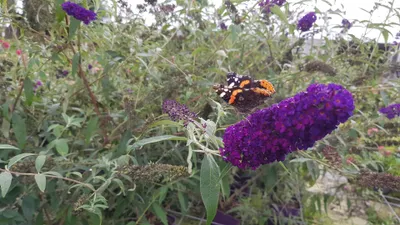 Image de Buddleia davidii 'Black Knight' / Arbre aux papillons à fleurs pourpres