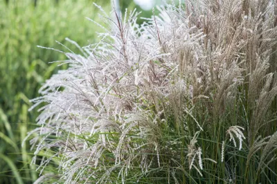 Produktbild von Chinaschilf Große Silberblüte, im Topf - Miscanthus sinensis