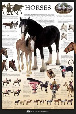 Zdjęcie produktu dla Konie - Horses - 61 x 91,5 cm - Plakat