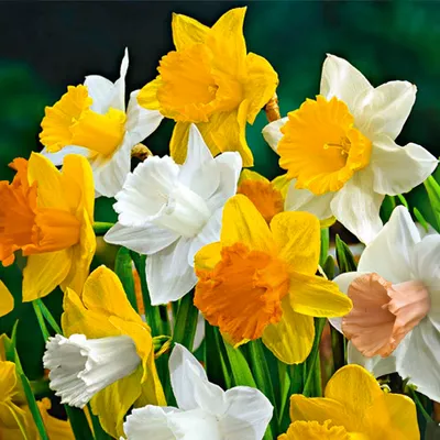 Produktbild von 15er-Mix - Narzisse - Narzisse - großblumiger Mix - Farbmix - Blumenzwiebeln - Frühlingsblüher - mehrjährige Pflanzen - wird bis zu 35-45 cm groß