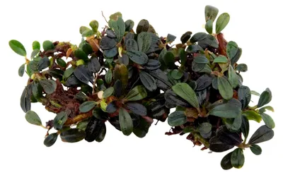 Produktbild von Bucephalandra Mini Phantom - Aufsitzer Wasserpflanze für das Aquarium - Langsam wachsende Aquariumpflanze - Dunkle Dekoration für Vorder- und Mittelgrund