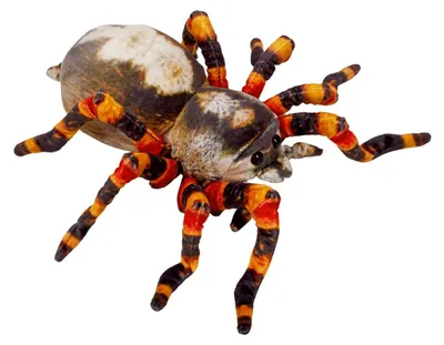 Produktbild von Nature Zoom|Die Spiegelburg Spinne - Nature Zoom Wild