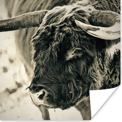 Produktbild von MuchoWow® Poster Schottischer Highlander - Schnee - Hörner 75x75 cm - Wand Dekoration