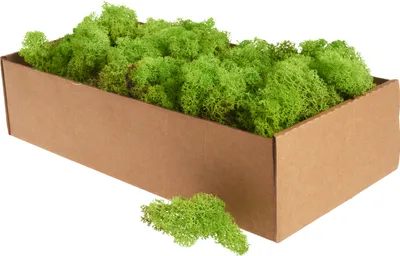 Produktbild von XXL Islandmoos, ca. 400 g Hellgrün