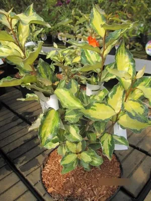 Produktbild von Elaeagnus ebbingei Maryline - Buntlaubige Ölweide Maryline - 30-40cm