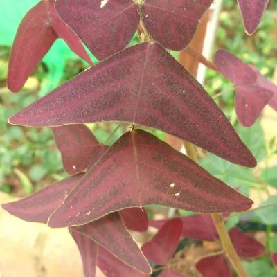Image de Plante papillon rouge (Christia vespertilionis) - 5 graines