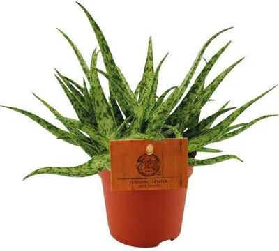 Produktbild von Sukkulente – Aloe Spider – Zimmerpflanze – Ø10,5cm – ↕15cm – Pflegeleichte Grünpflanze mit dekorativen stacheligen Blättern – Ideal für sonnige Standorte