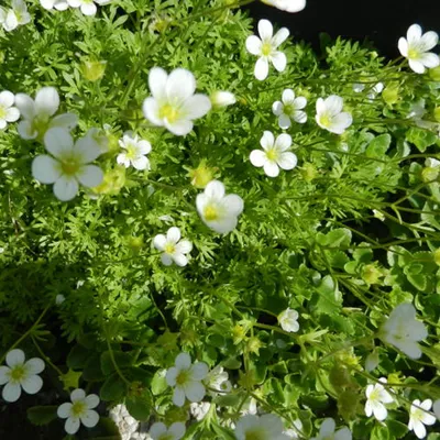 Obrázok produktu pre 6 x machovec skalný - Saxifraga 'White Pixie' | Kvetináč 9 cm x 9 cm