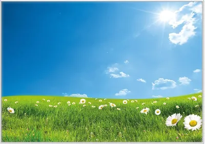 Produktbild von Wallario Wandbild Sommerwiese - Weiße Gänseblümchen vor blauem Himmel, Größe: 70,30 x 100,30 cm, Poster mit weißem Kunststoffrahmen