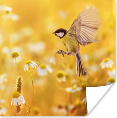 Produktbild von MuchoWow® Poster Vogel - Kohlmeise - Blumen - Gänseblümchen 100x100 cm - Babyzimmer