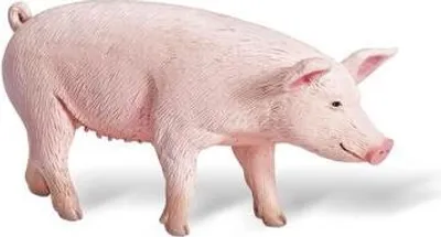 Produktbild von tiptoi® Schwein