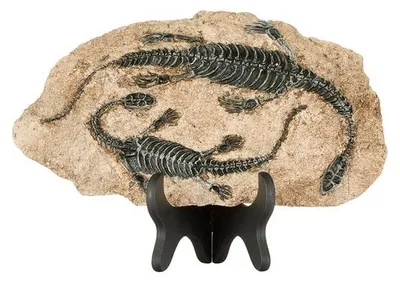 Immagine prodotto di Resin Dinoskelett Fossil Dekoration schwarz für Zuhause und Büro