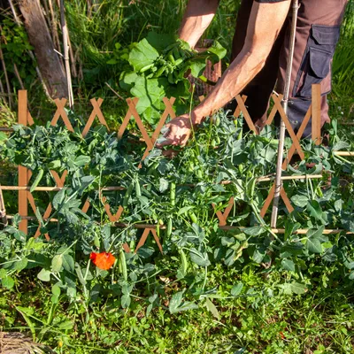 Produktbild von Relaxdays Rankgitter Holz, ausziehbar bis 275 cm, Rankhilfe Kletterpflanzen, Scherengitter freistehend, Garten, orange