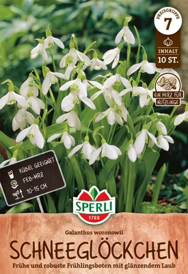 Produktbild von SPERLI Ikaria-Schneeglöckchen Galanthus ikariae 10 Zwiebeln