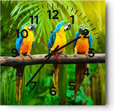 Produktbild von Wanduhr - Quadrat - Glasuhr - Papageien Collorful Natur Vögel - 30x30cm - Schleichendes Uhrwerk - Lautlos - zum Aufhängen bereit - Dekoration Modern - Wanddekoration aus Glas - C4AC30x30-2696