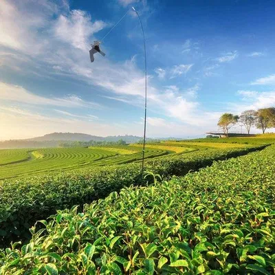 Immagine prodotto di Palo telescopico con spaventapasseri da 6 m per risaie e giardini