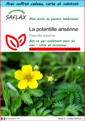 Image de SAFLAX Ensemble-cadeau - La potentille ansérine  - 20 graines - Potentilla