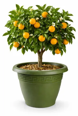 Produktbild von Plasticforte Pflanztopf - dunkelgrun - 33x40 cm - Kunststoff
