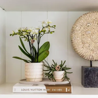 Image de Pot décoratif effet marbre - Clair - Ø6cm - Élégant pot de fleurs en céramique