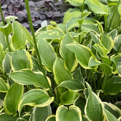 Produktbild von Hosta plantaginea 'So Sweet' - Duftende Garten-Lilien Funkie 'So Sweet', im Topf 13 cm - 12 cm