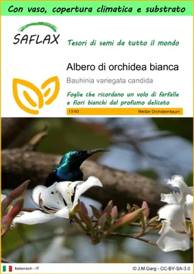 Immagine prodotto di SAFLAX Garden to go - Albero di orchidea bianca - 5 semi - Bauhinia