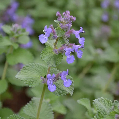 Produktbild von 6 x Katzenminze - Nepeta faassenii  | Topf 9cm x 9cm