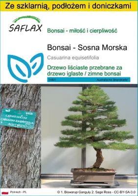 Zdjęcie produktu dla SAFLAX - Zestaw do uprawy - Bonsai - Sosna Morska - 200 Nasiona - Z mini szklarnią, podłożem uprawowym i 2 doniczkami - Casuarina equisetifolia