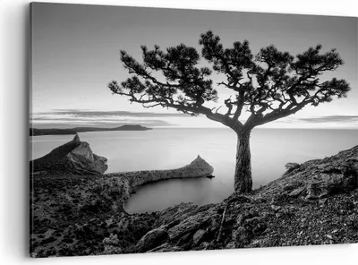 Produktbild von Bild auf Leinwand - Leinwandbild - Einteilig - Baum Schwarzweiß Ansicht - 120x80cm - Wand Bild - Wanddeko - Wandbilder - Leinwanddruck - Bilder - Wanddekoration - Leinwand bilder - AA120x80-4297