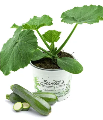 Produktbild von Enseleits Zucchini Pflanze grün (Cucurbita pepo), Marktfrische Zucchini Pflanzen