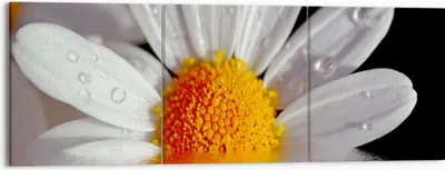 Produktbild von Bild auf Leinwand - Leinwandbild - Kraut Kamille Blume Wasser - 150x50cm - Wand Bild - Wanddeko - Leinwanddruck - Bilder - Kunstdruck - Wanddekoration - Leinwand bilder - Wandkunst - CA150x50-2282