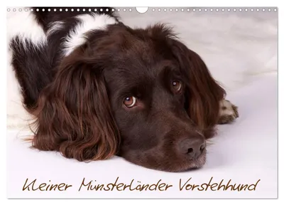 Produktbild von Kalender 2027 · US-Version · Kleiner Münsterländer (Wandkalender 2027, 17" × 12" Querformat), CALVENDO 12-Monats-Wandkalender