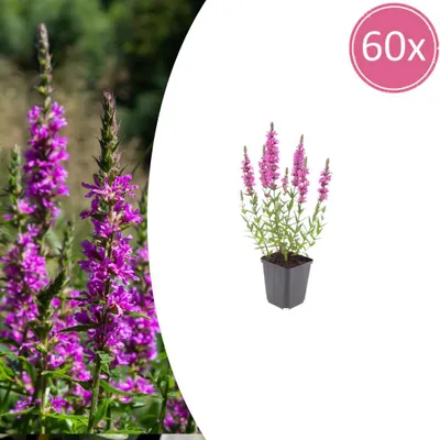 Image de Lythrum salicaria | 60 pièces - 10-25cm - Ø9cm - Plante de jardin