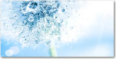 Produktbild von Tulup® Glas-Bild - 100x50 -Wandkunst - Wandbild hinter gehärtetem Sicherheitsglas  - Kunst: modern & klassisch - Pusteblume - Blau