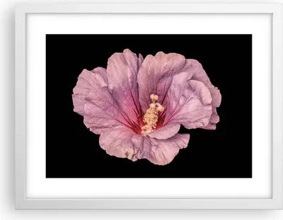 Produktbild von Gerahmtes Poster - Weißer Rahmen - Hibiskus Blume Rosa - 40x30 cm - Wand Bild - Wanddeko - Wandbilder - Kunstposter - Wandposter - Bilderrahmen - Bilder - Kunstdruck - Wanddekoration - P2WAA40x30-4481