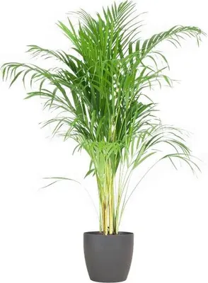 Produktbild von Areca – Palme Dypsis Goldfruchtpalme – Zimmerpflanze ↕100cm Ø21cm – Mit biologisch abbaubarem Viber – Topf Grau