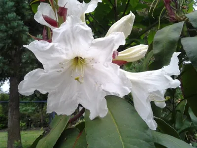 Produktbild von Rhododendron auriculatum - Wild Rhododendron - 40-50cm