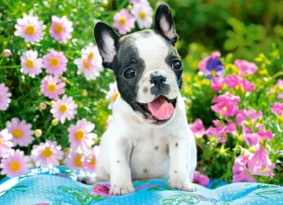 Produktbild von CASTORLAND Französische Bulldogge Welpe Puzzle 70 Teile