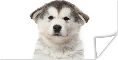 Produktbild von MuchoWow® Poster Husky-Welpe auf weißem Hintergrund 40x20 cm - Poster für die Wand - Poster Schlafzimmer