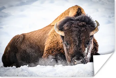 Produktbild von MuchoWow® Poster Amerikanische Bisons im Winter 60x40 cm - Schlafzimmerdekoration