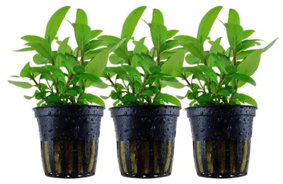 Produktbild von Aquarium Pflanze 3 Stück Staurogyne repens Tropica Nr.049G Aquariumpflanzen Set
