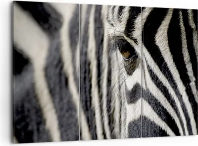 Produktbild von Bild auf Leinwand - Leinwandbild - Zebra Streifen Tierwelt Safari - 105x70cm - Wand Bild - Wanddeko - Leinwanddruck - Bilder - Kunstdruck - Wanddekoration - Leinwand bilder - Wandkunst - CE105x70-2195