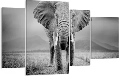 Produktbild von Bild auf Leinwand - Leinwandbild - 4 Teile - Elefant Wildnis Natur - 120x70cm - Wand Bild - Wanddeko - Wandbilder - Leinwanddruck - Bilder - Wanddekoration - Leinwand bilder - Wandbild - DL120x70-4966