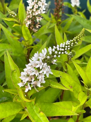 Image de 6 x Lysimachia Clethroides - Fétuque des neiges - pot 9 x 9 cm