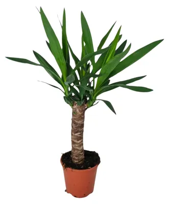 Produktbild von Yucca - 50-60cm - Ø14cm - Zimmerpflanze - Immergrün