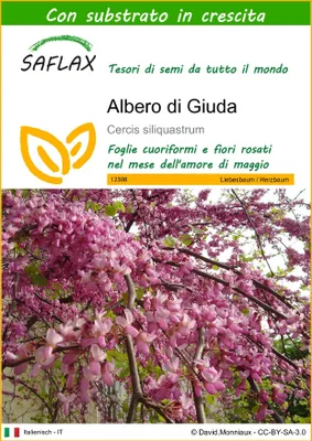 Immagine prodotto di SAFLAX  - Albero di Giuda - 60 semi - Con substrato - Cercis