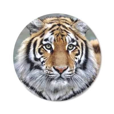 Produktbild von MuchoWow® Mauspad Mousepad Tiger - Jung - Tiere 40x40 cm - Mousepads - Maus Mat - Pad - Mausunterlage - Schreibtisch Accessoires
