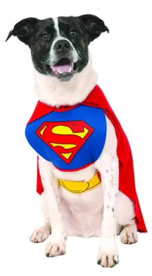 Produktbild von Rubie's Herren Superman pet costumes, Blau, L EU