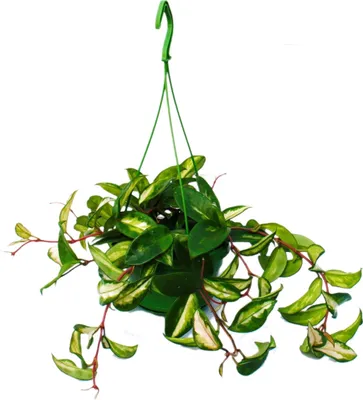 Obrázok produktu pre Izbová rastlina na zavesenie - Hoya carnosa rubra - Porcelánový kvet - Voskový kvet 14cm závesný košík