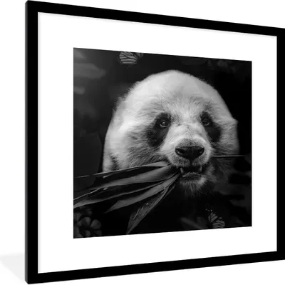 Produktbild von MuchoWow® Gerahmtes Poster Tiere - Panda - Dschungel - Schwarz - Weiß 40x40 cm - Poster mit Schwarzem Bilderrahmen Wandposter Rahmen Foto Bilder - Poster - Plakat im Rahmen